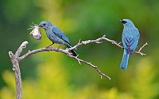 photo of two blue feathered birds