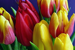 bouquet of red and yellow tulip flowers HD wallpaper