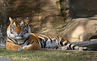 Tiger resting on grass