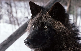 adult long-coated black wolf photo