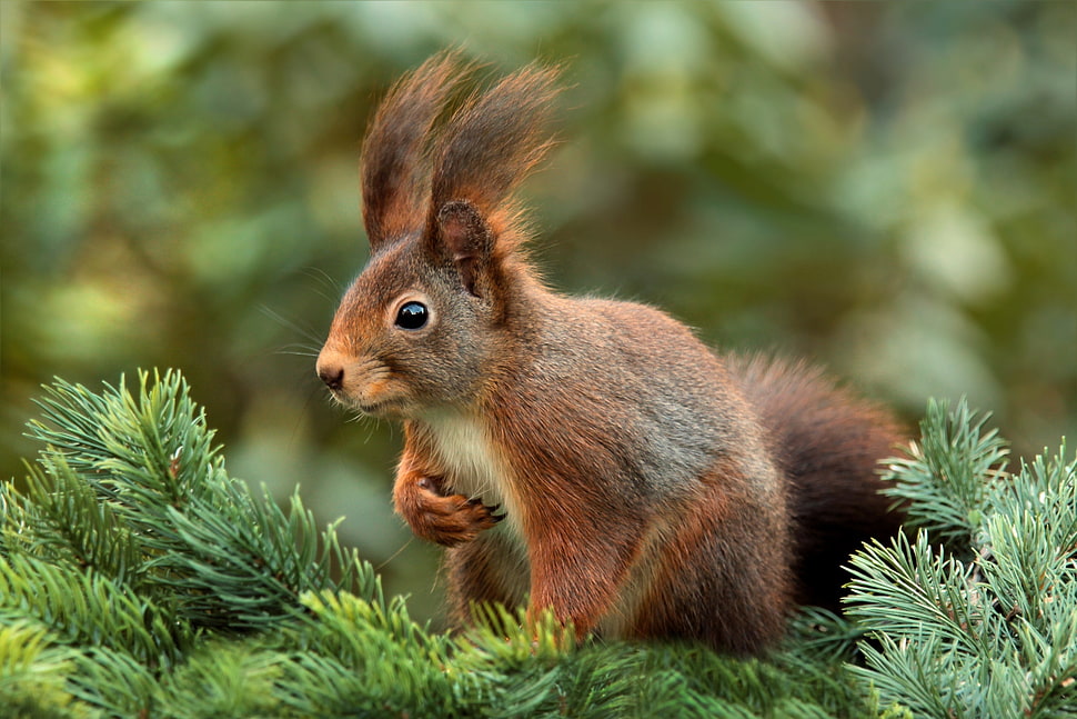 brown animal on green grass HD wallpaper