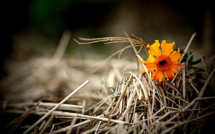 orange Daisy flower in bloom