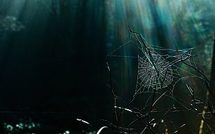 cobweb digital wallpaper, nature, branch, spiderwebs, sun rays HD wallpaper