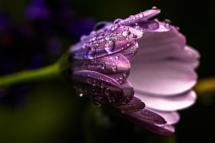 purple flower plant photography HD wallpaper