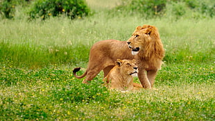 brown Lion and lioness photography