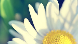 white daisy flower, flowers, green, yellow, white