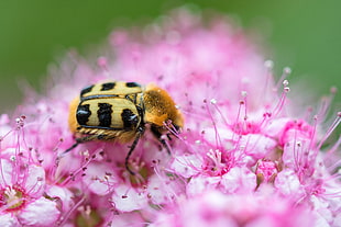 macro photography of bee on petaled flowers