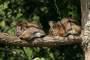 two brown squirrels on tree twig