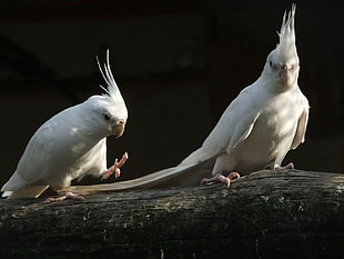 two white cocoktiel birds