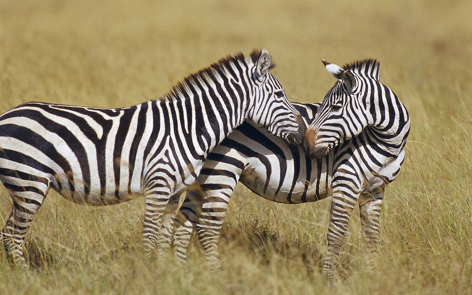 two Zebras on a grass field at daytime HD wallpaper