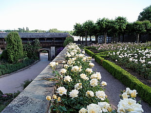white rose field