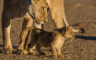 lioness with cub HD wallpaper