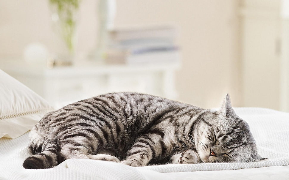 silver tabby cat, cat, sleeping, animals HD wallpaper