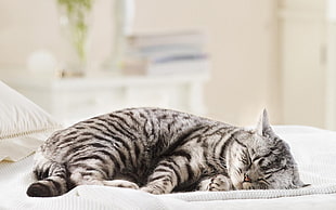 silver tabby cat, cat, sleeping, animals