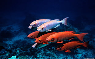 four red and three white pet fish, fish