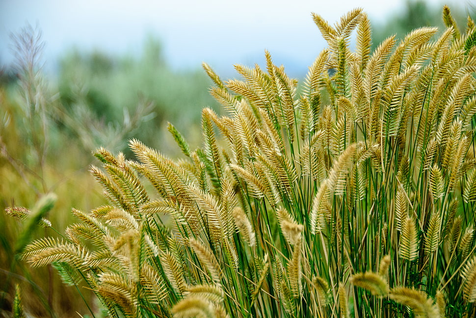 selective focus photography of bed of wheat, grass HD wallpaper