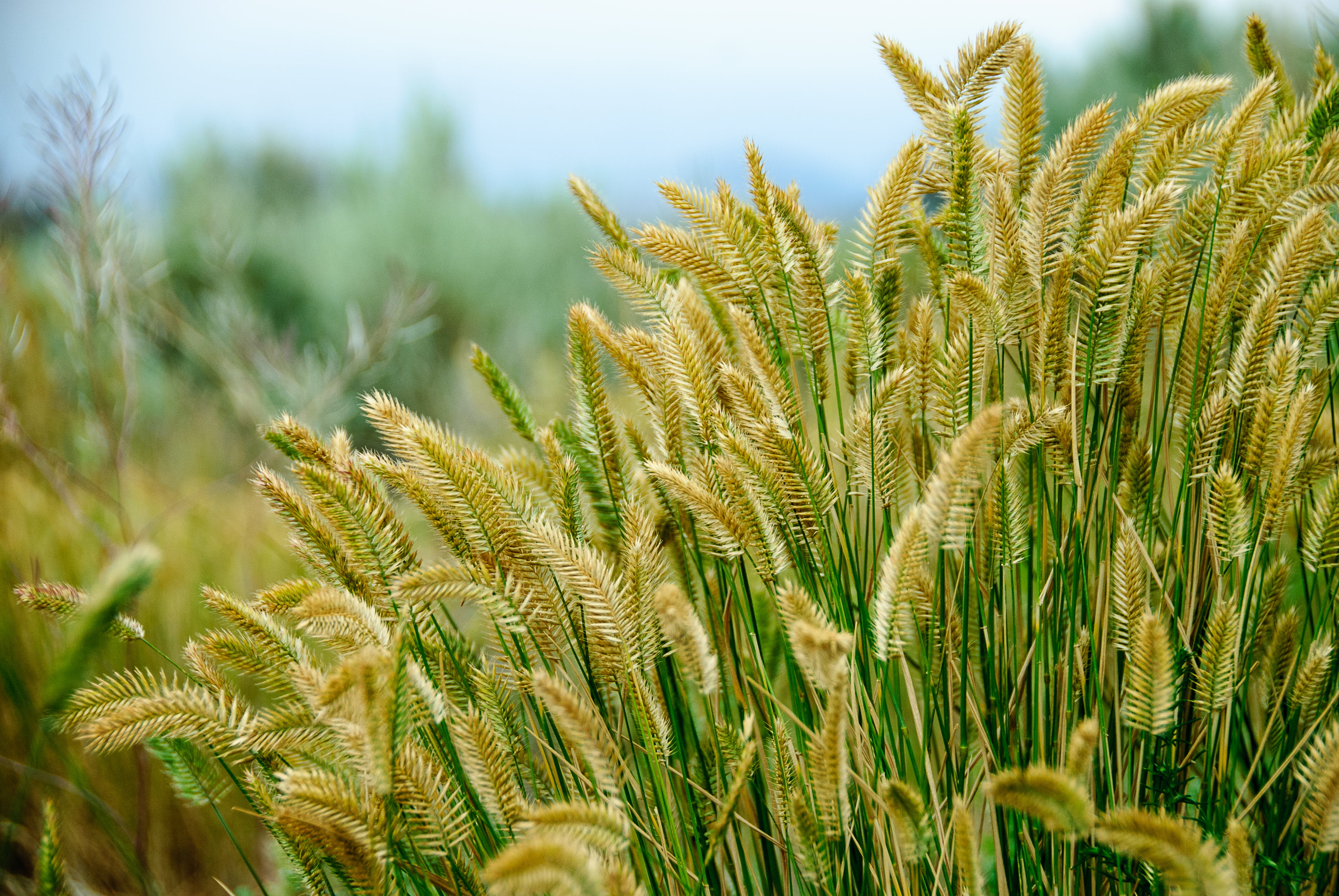 selective focus photography of bed of wheat, grass