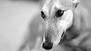 gray scale photography of dog