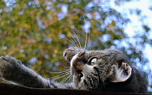 silver tabby cat laying