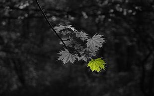 selective photography of green leaf, selective coloring, leaves, monochrome, plants HD wallpaper