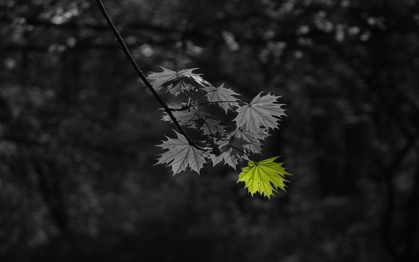 selective photography of green leaf, selective coloring, leaves, monochrome, plants