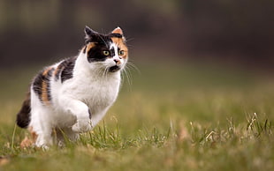white and black tabby cat, cat, animals, running, grass