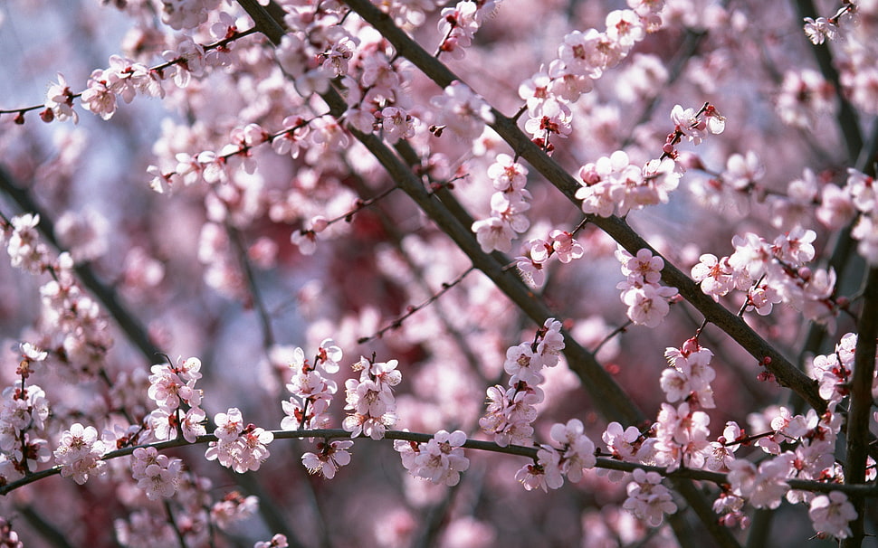 Sakura tree HD wallpaper