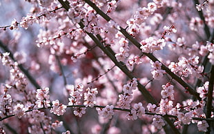 Sakura tree HD wallpaper