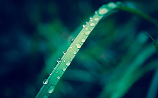 closeup photography of dewdrops on green leaf plant