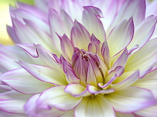 purple and white Dahlia flower in bloom close-up photo
