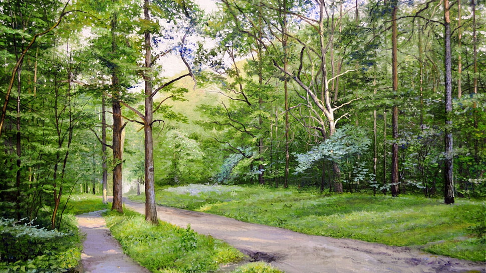 green leafed tree, landscape, forest, trees, path HD wallpaper