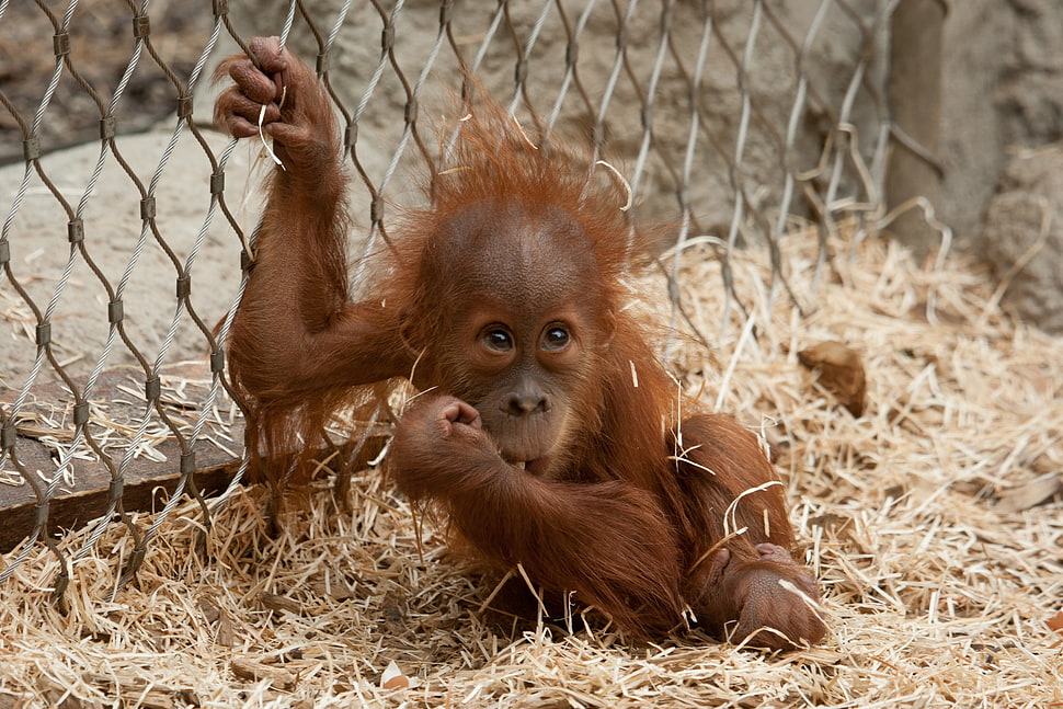 brown short coated orangutan HD wallpaper