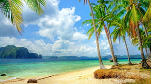 green coconut tress, beach, tropical, palm trees, nature HD wallpaper