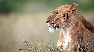 lioness and cub, nature, animals, lion, baby animals