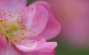 pink petaled flower in closeup photo