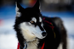 shallow focus of black and white Siberian Husky
