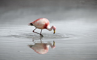 Flamingo on body of water HD wallpaper