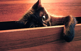 Bombay cat inside brown drawer