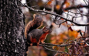tilt shift lens photography of squirrel HD wallpaper