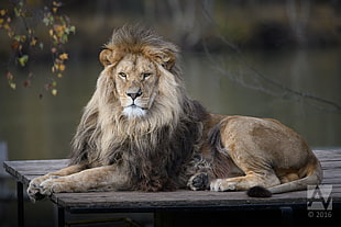 lion on brown wooden parquet