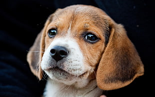 photography of Beagle puppy