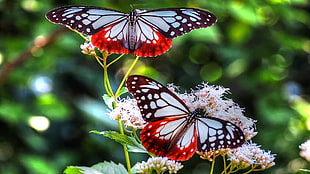 selective focus photography of two white-black-red butterflies