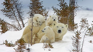 white polar bear and polar cubs, bears, polar bears, baby animals, snow HD wallpaper