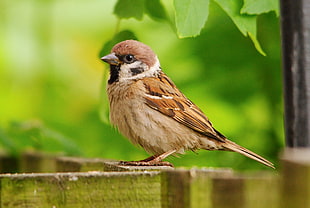 macro photography of brown house bird standing on brown fence