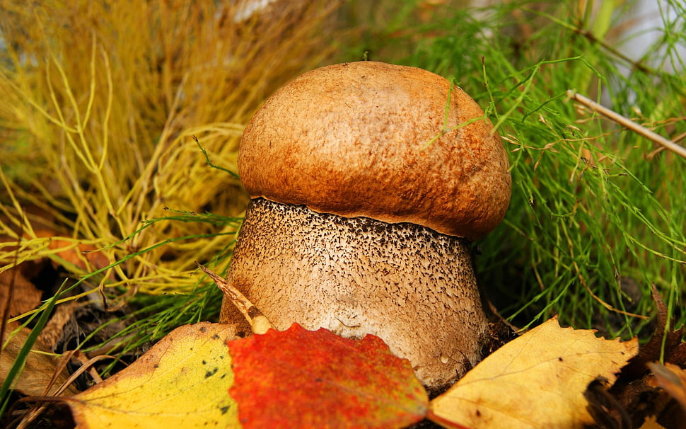 selective focus photography of mushroom HD wallpaper