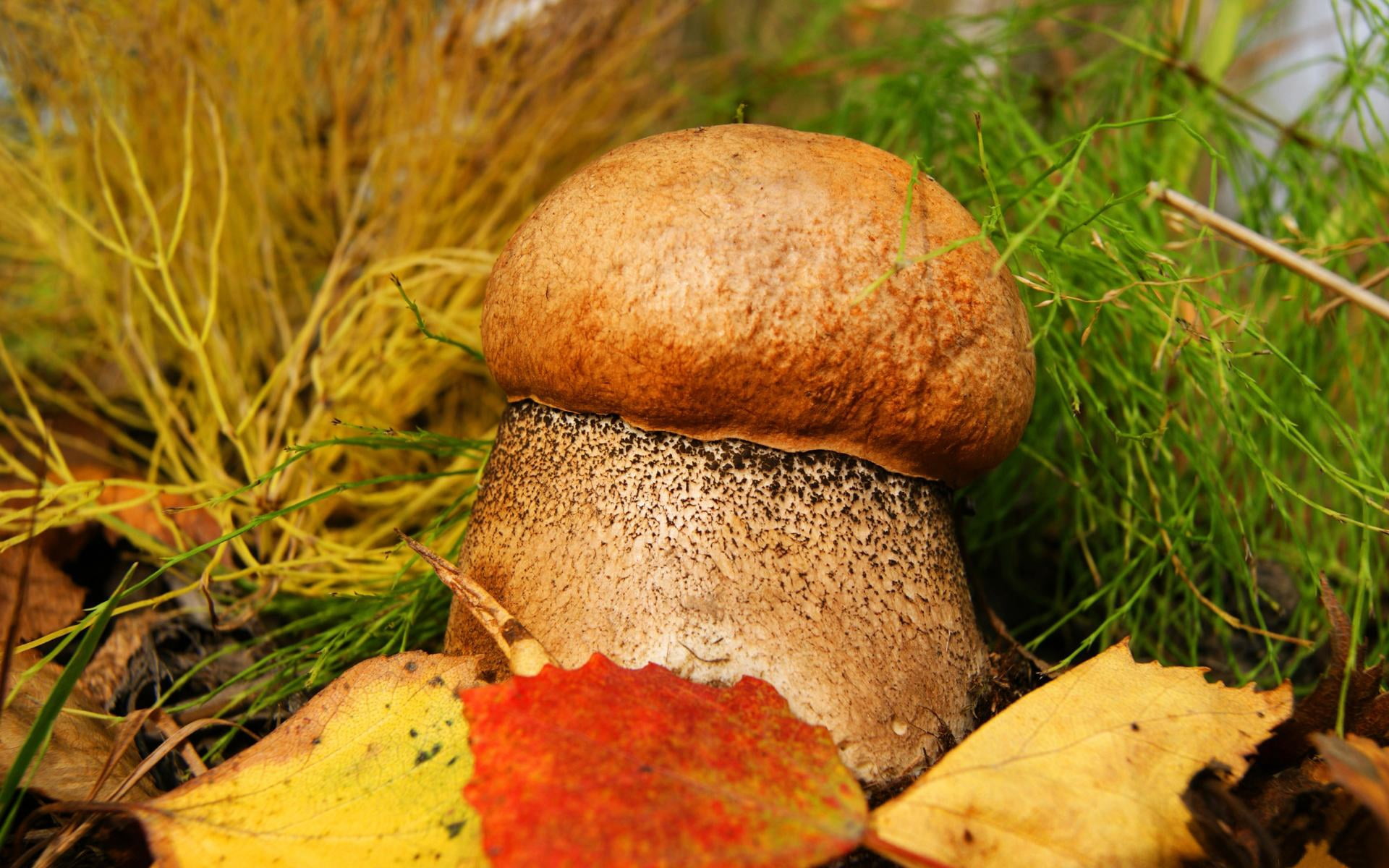 selective focus photography of mushroom