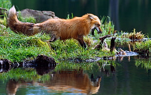 brown fox near body of water, nature, water, reflection, animals