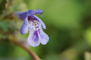 purple Beardtongue flower, glechoma hederacea