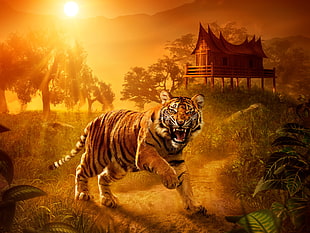 tiger stands on pathway near house overlooking sunset