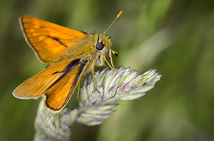 orange and brown Moth